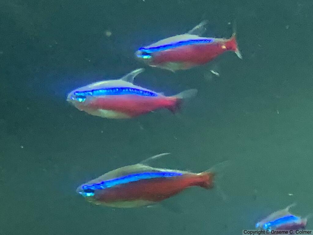 Cardinal Tetra (Paracheirodon axelrodi) - Adults