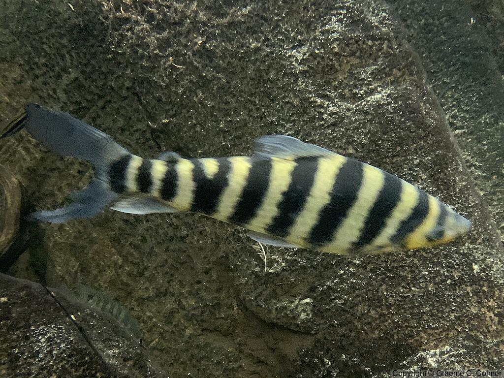 Banded Leporinus (Leporinus fasciatus) - Adult