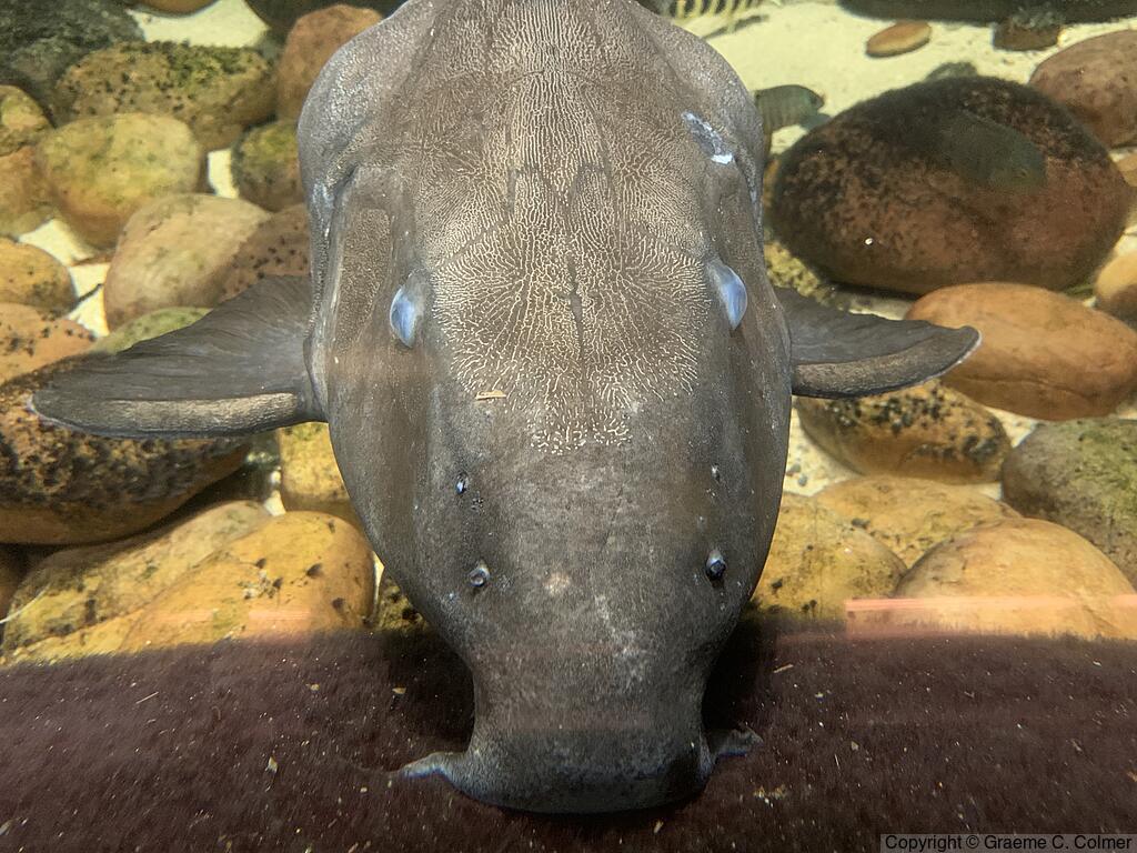 Ripsaw Catfish (Oxydoras niger) - Adult