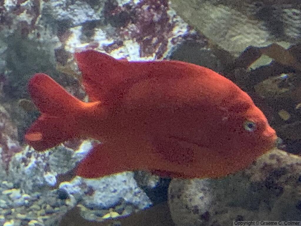 Garibaldi (Hypsypops rubicundus) - Adult