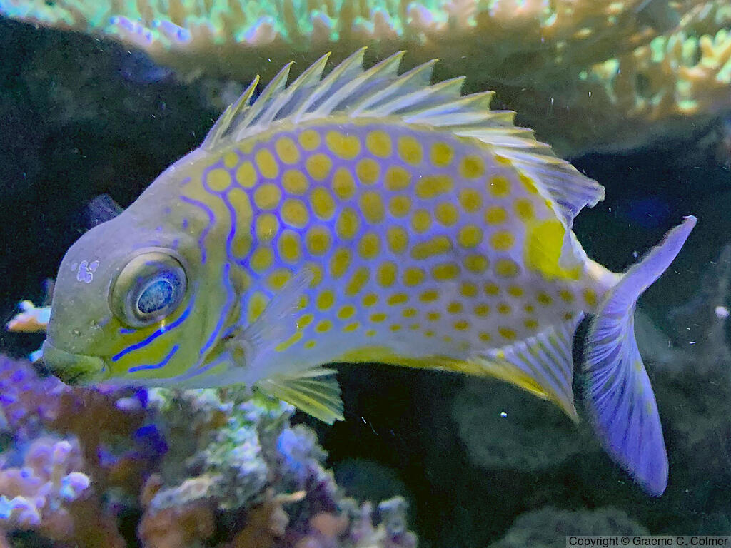 Siganus guttatus - Adult