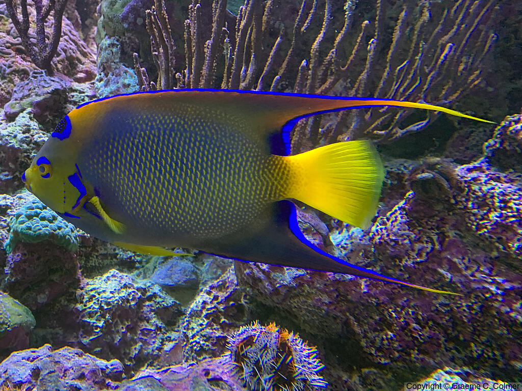 Queen Angelfish (Holacanthus ciliaris) - Adult
