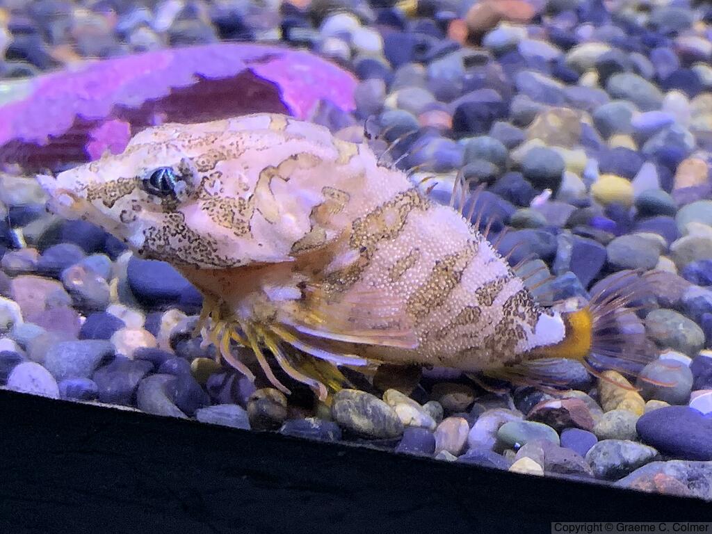 Grunt Sculpin (Rhamphocottus richardsonii) - Adult
