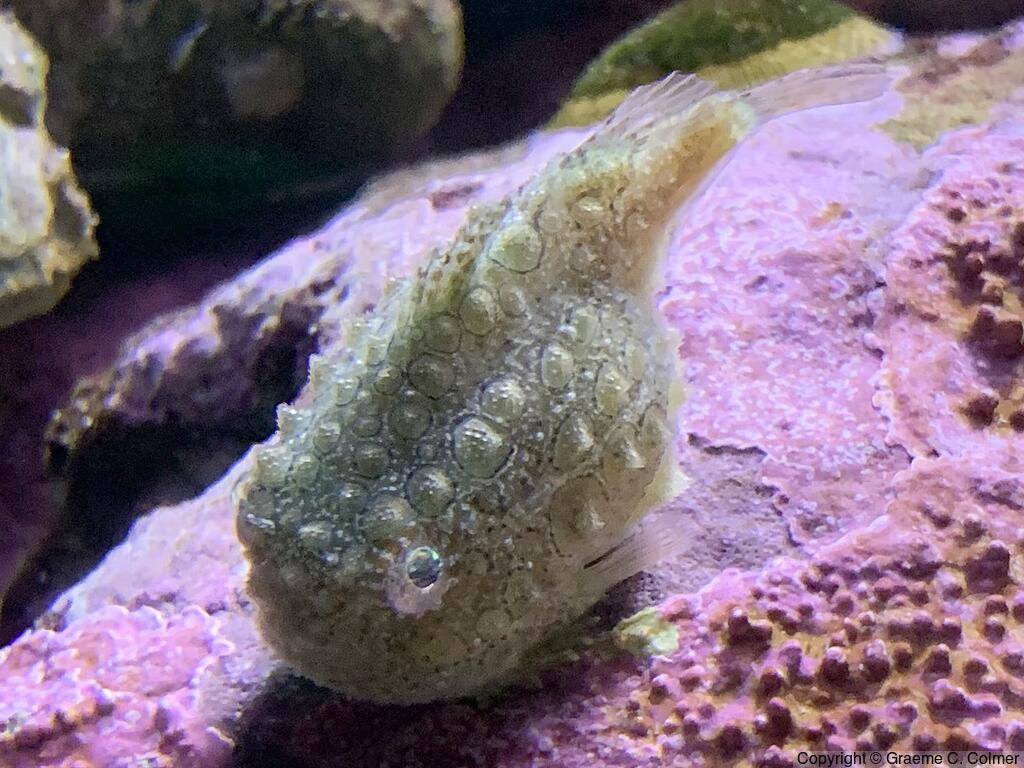 Pacific Spiny Lumpsucker (Eumicrotremus orbis) - Adult