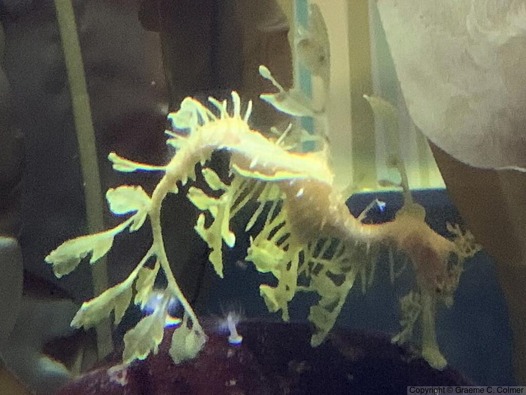 Phycodurus eques - Adult