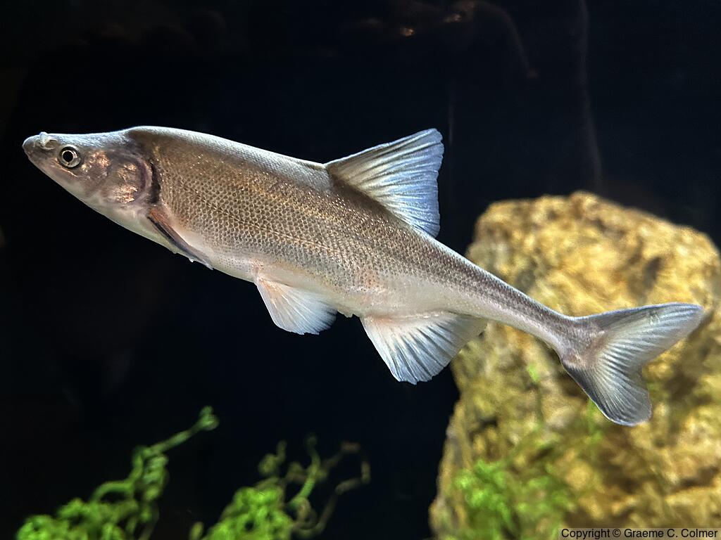 Humpback Chub (Gila cypha) - Adult