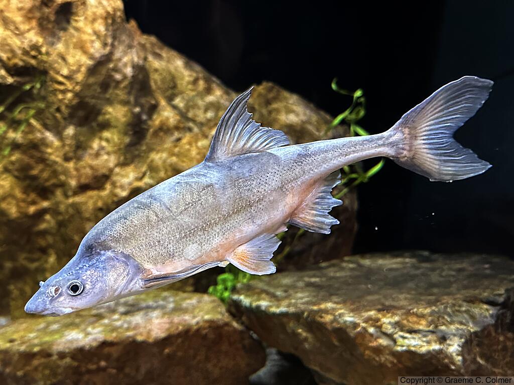 Humpback Chub (Gila cypha) - Adult