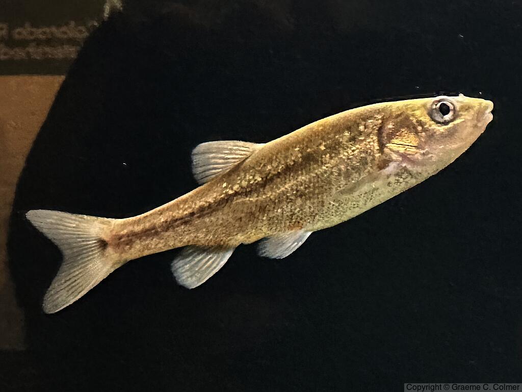 Sonora Chub (Gila ditaenia) - Adult