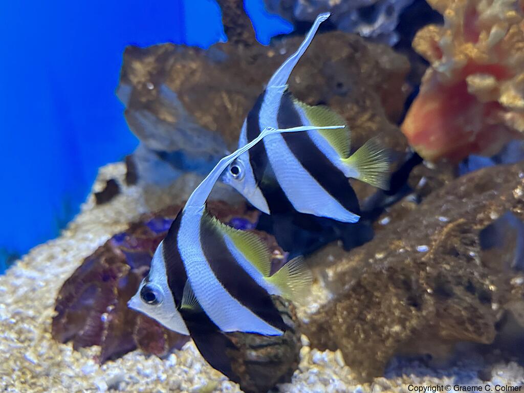 Achooling Bannerfish (Heniochus diphreutes) - Adults
