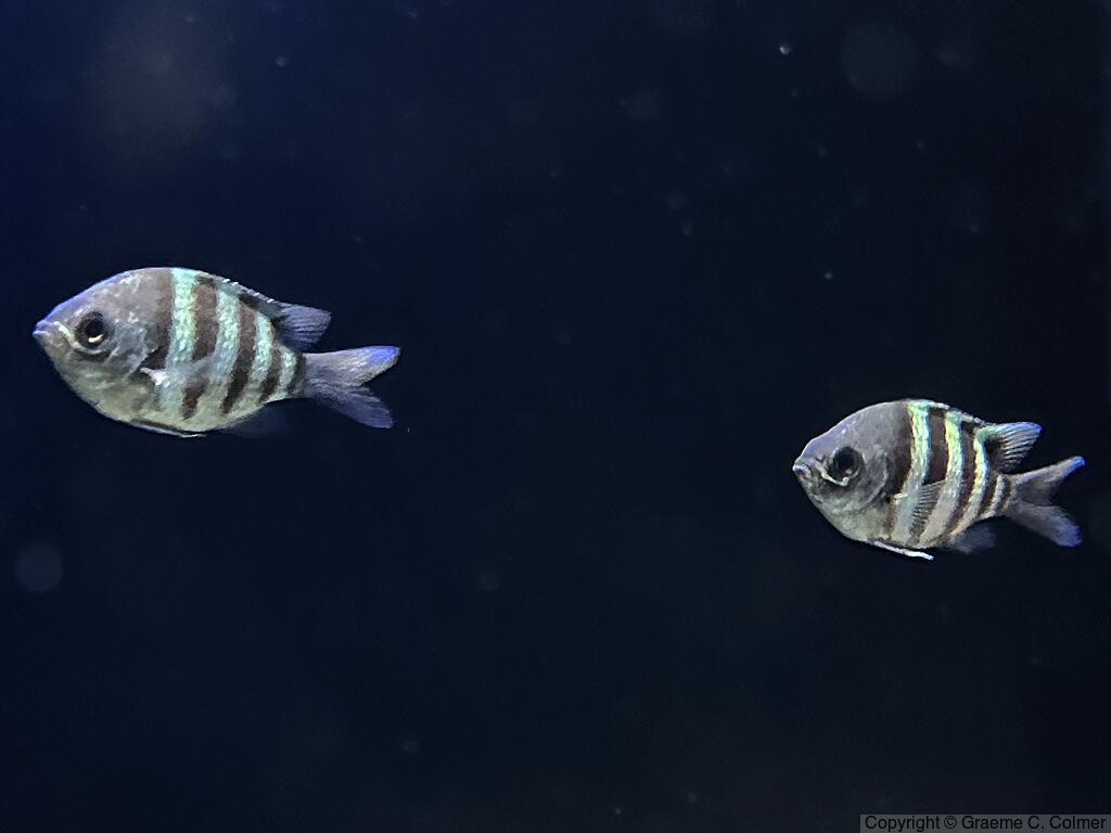 Sergeant Major (Abudefduf saxatilis) - Adults