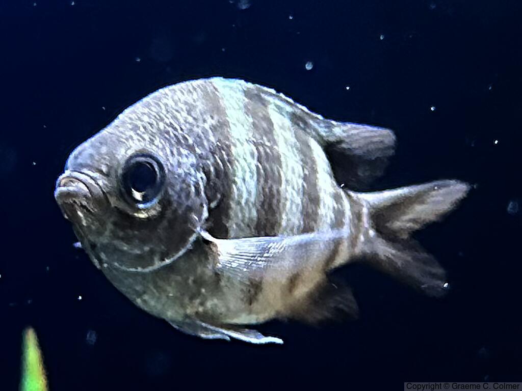 Sergeant Major (Abudefduf saxatilis) - Adult