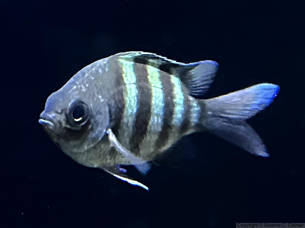 Sergeant Major (Abudefduf saxatilis) - Adult