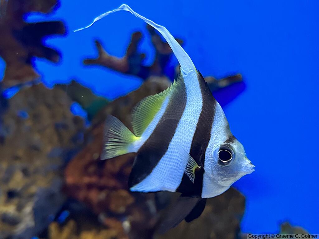 Achooling Bannerfish (Heniochus diphreutes) - Adult