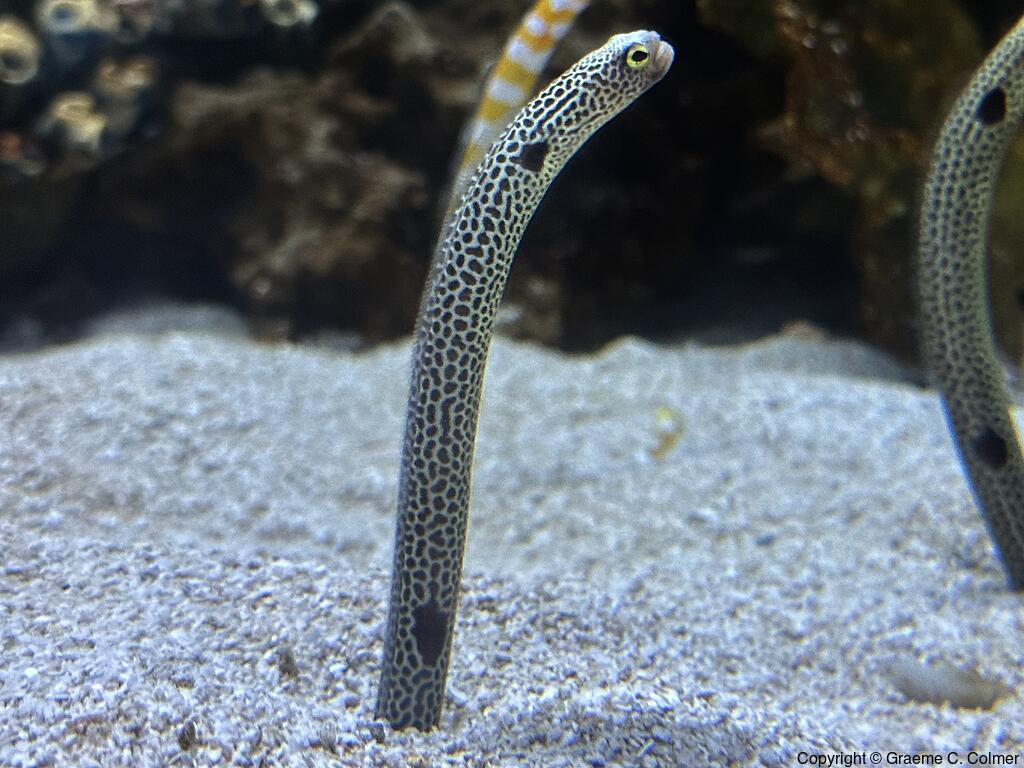 Spotted Garden Eel (Heteroconger hassi) - Adult