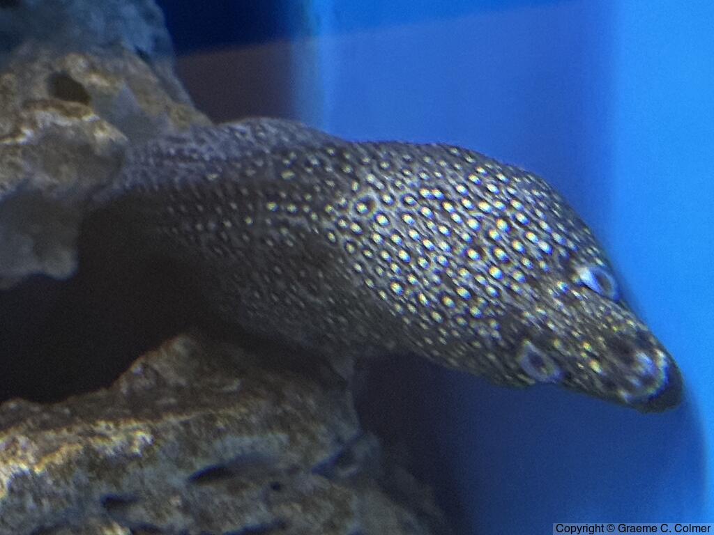 Jewel Moray (Muraena lentiginosa) - Adult