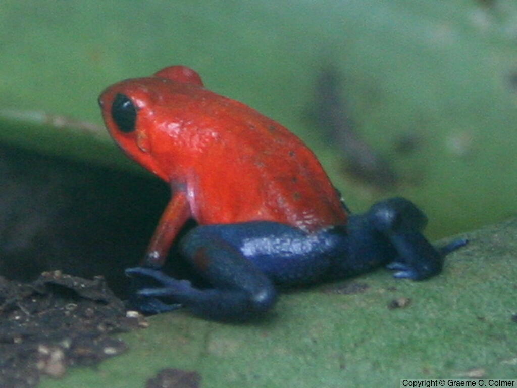 Oophaga pumilio - Adult