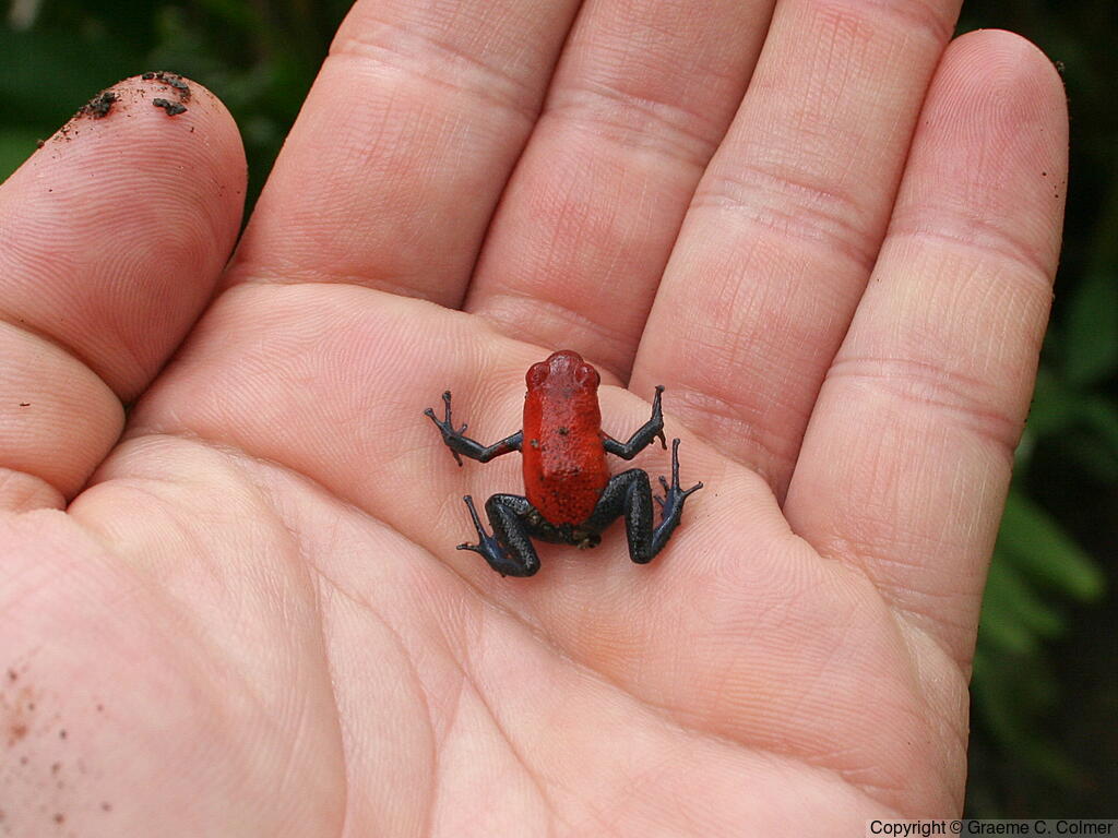 Oophaga pumilio - Adult