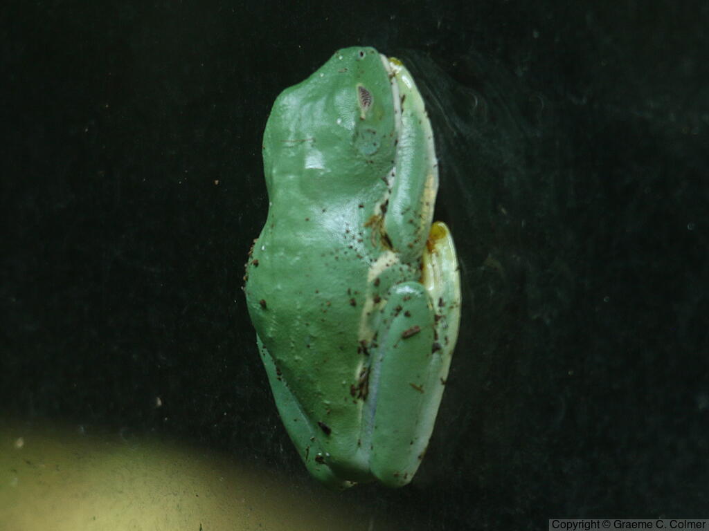 Morelet's Tree Frog (Agalychnis moreletii) - Adult