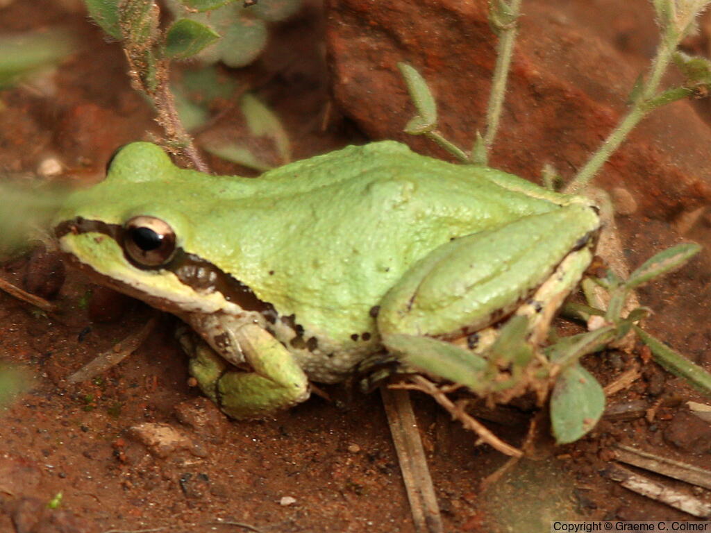 Pacific Treefrog (Pseudacris regilla) - Adult