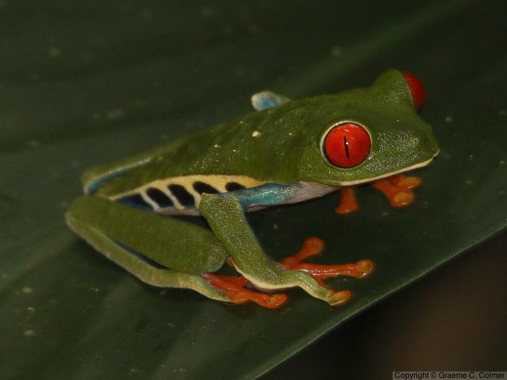 Red-eyed Treefrog (Agalychnis callidryas) - Adult