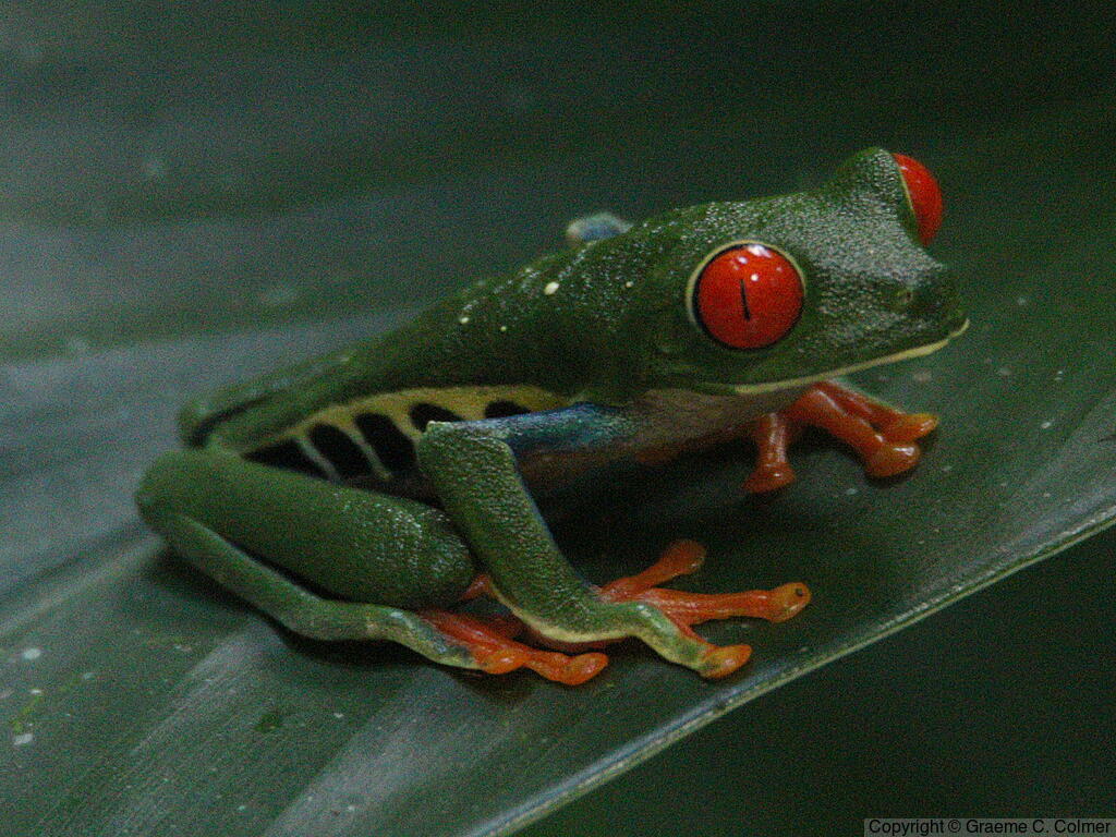 Red-eyed Treefrog (Agalychnis callidryas) - Adult