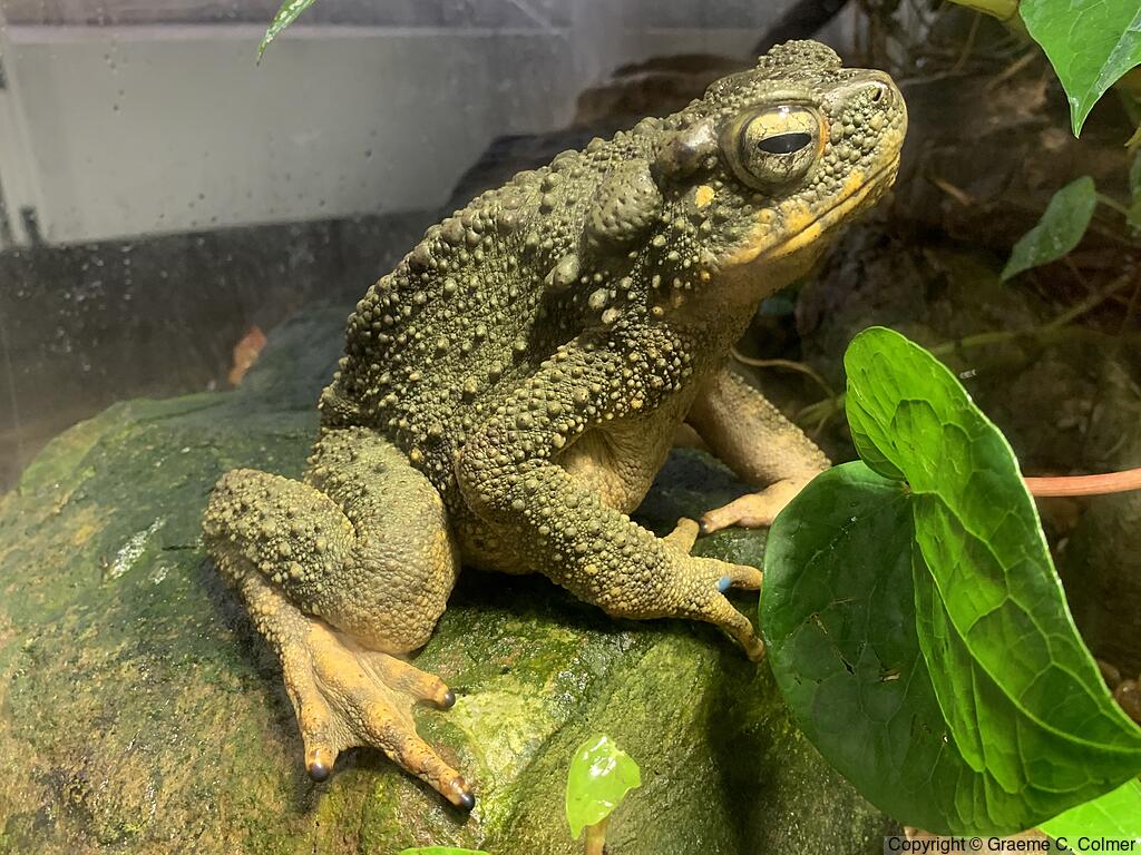 Giant River Toad (Phrynoidis juxtasper) - Adult