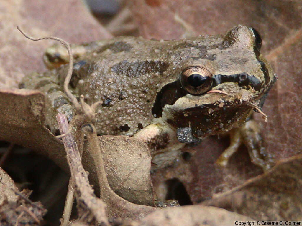 Pacific Treefrog (Pseudacris regilla) - Adult
