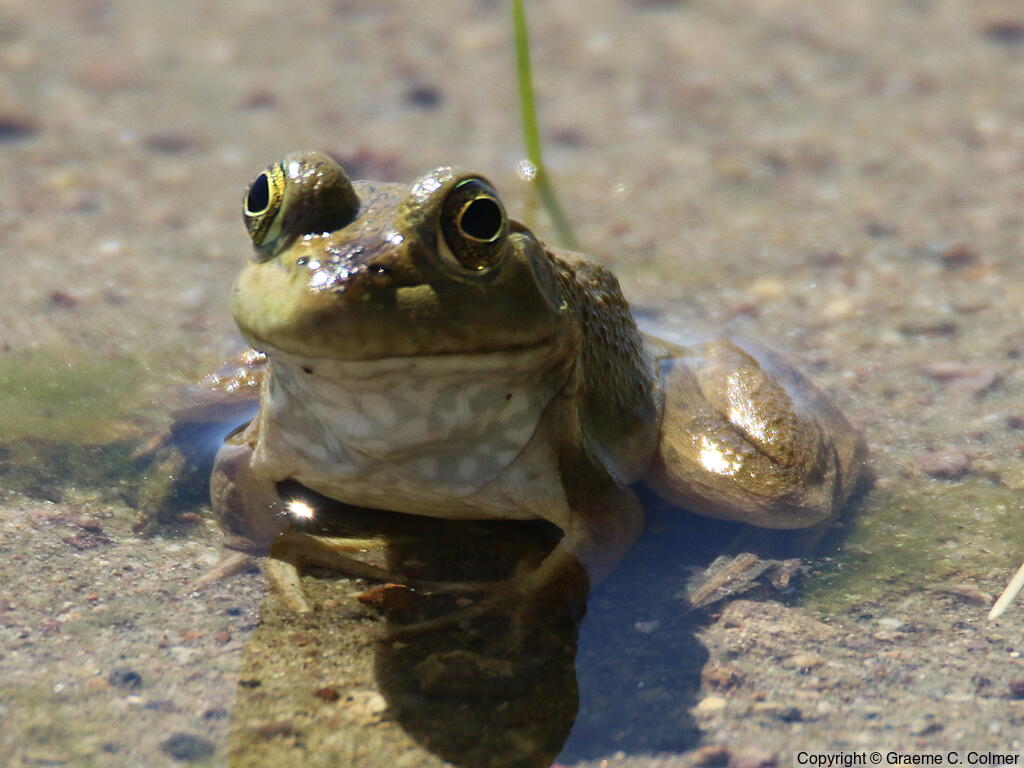 American Bullfrog (Lithobates catesbeianus) - Adult