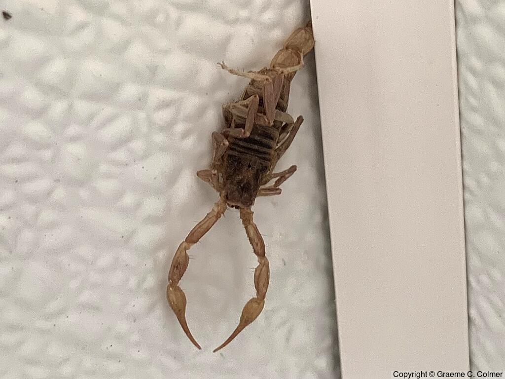 Northern Scorpion (Paruroctonus boreus) - Adult