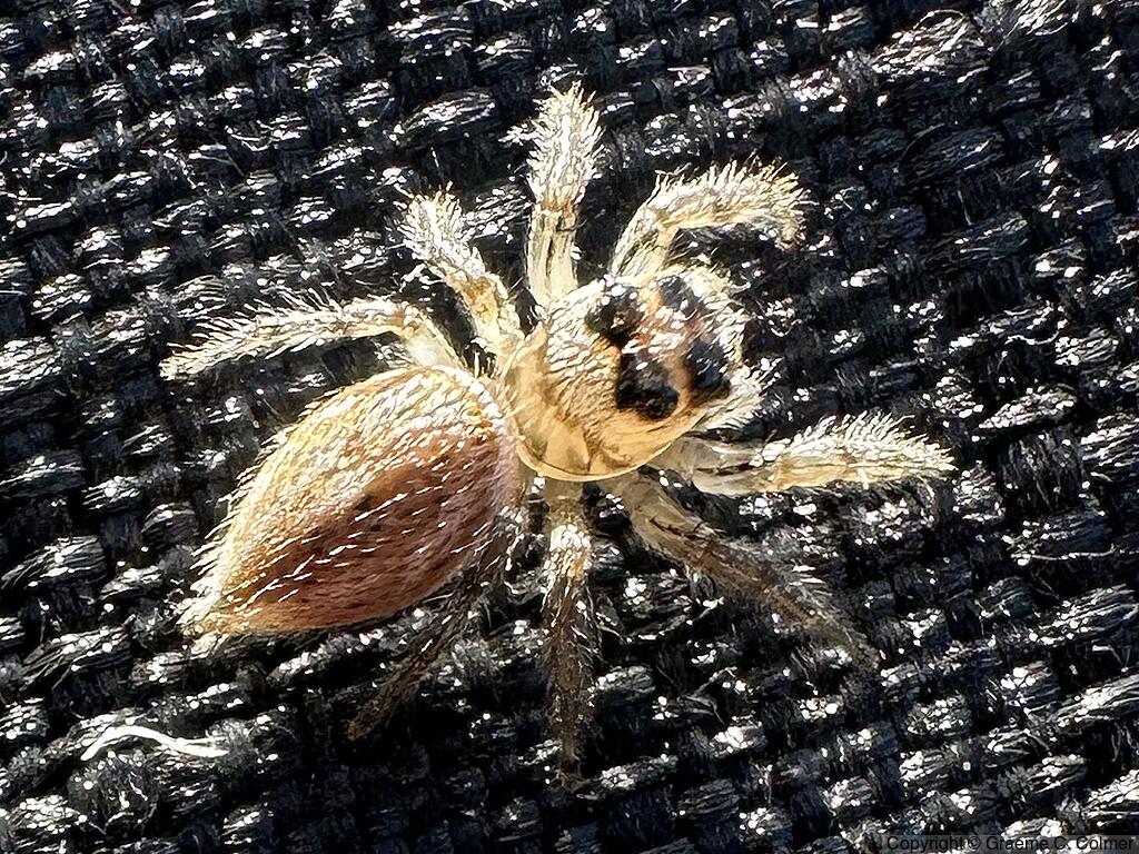 Colonus hesperus - Female