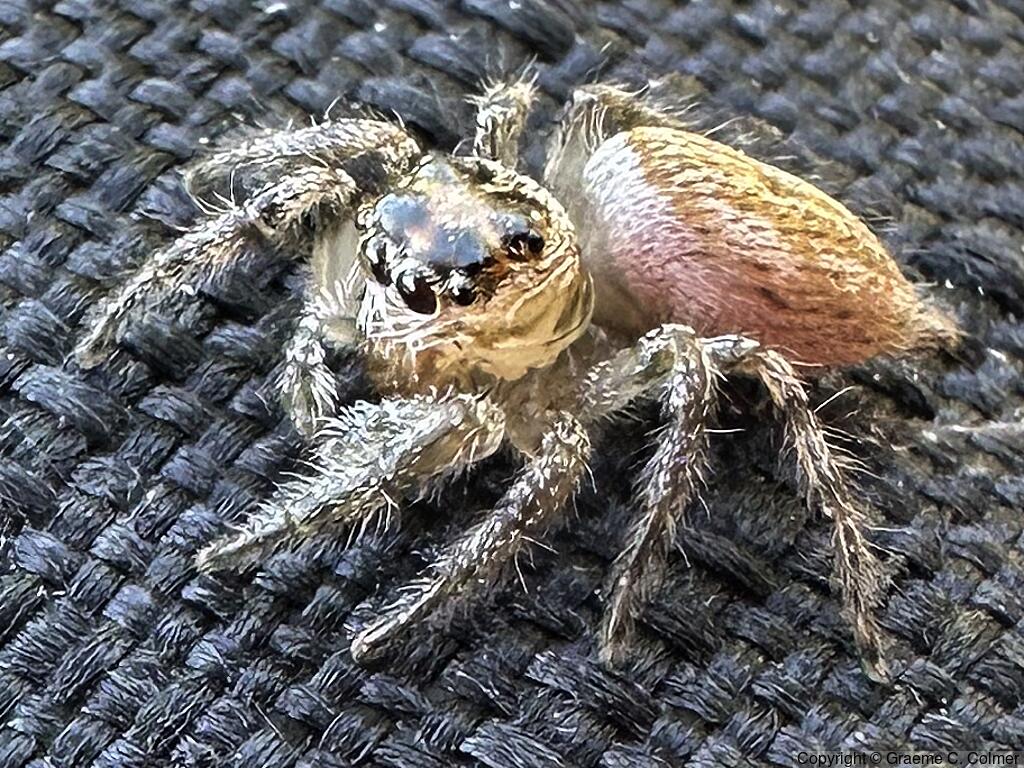 Colonus hesperus - Female