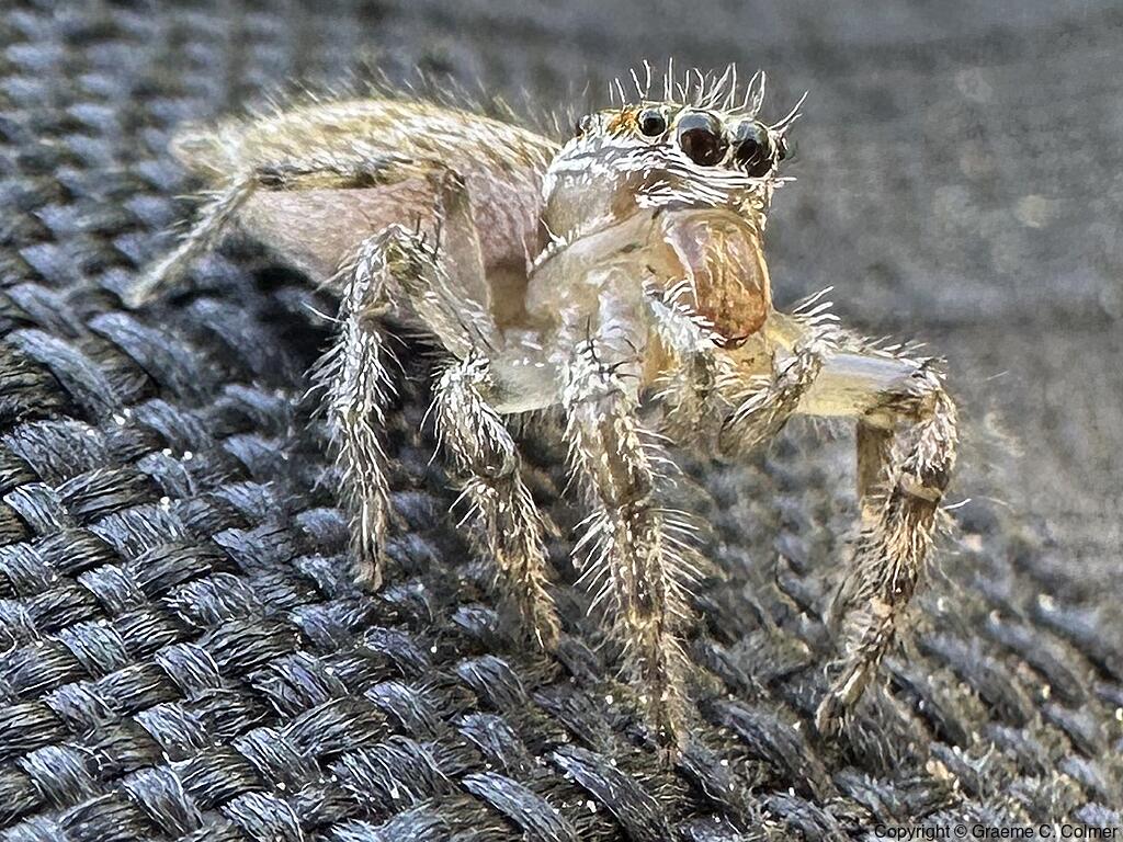 Colonus hesperus - Female