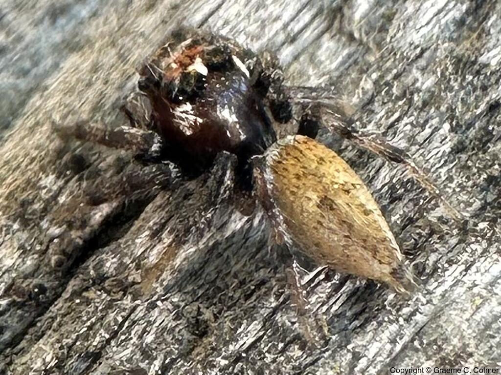 Colonus hesperus - Male