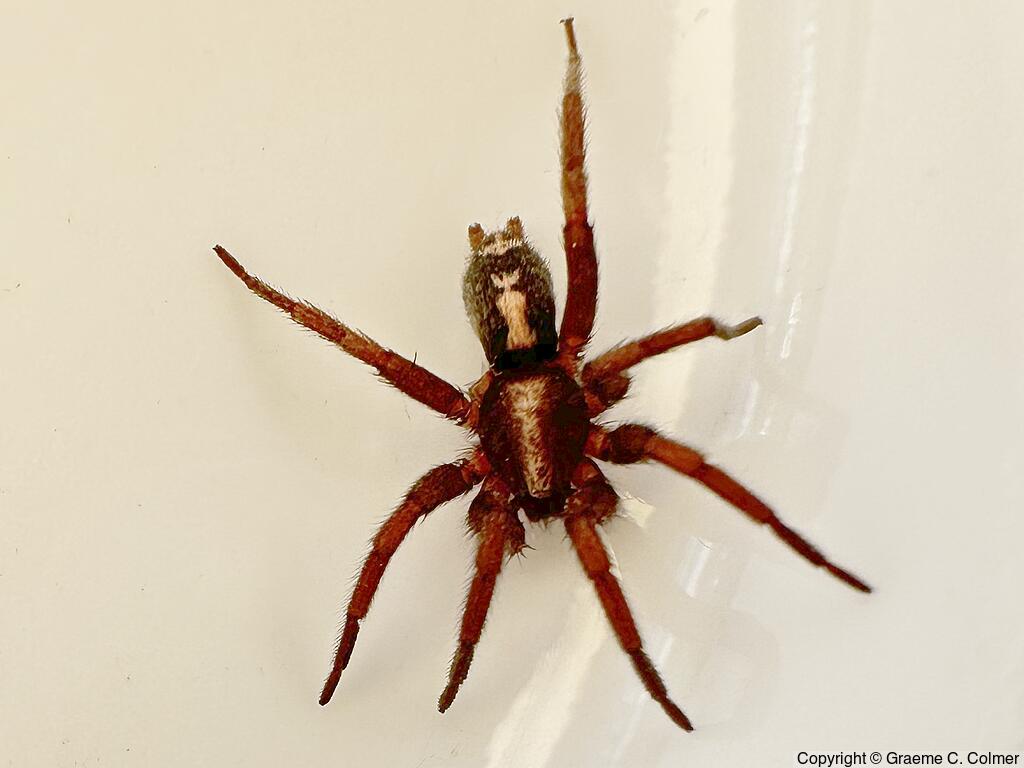 Western Parson Spider (Herpyllus propinquus) - Adult