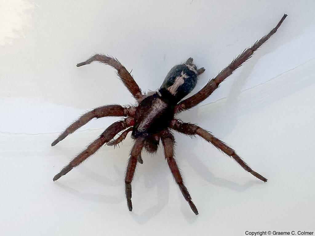 Western Parson Spider (Herpyllus propinquus) - Adult