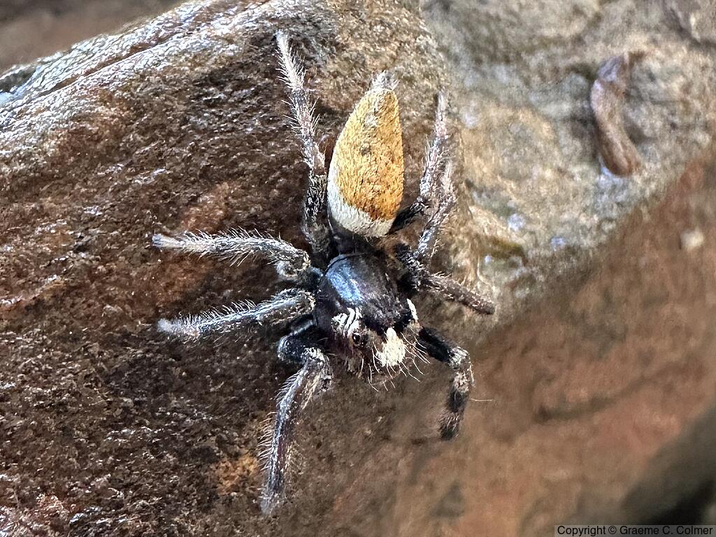 Colonus hesperus - Male