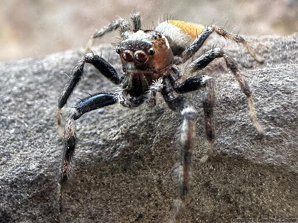 Colonus hesperus - Male