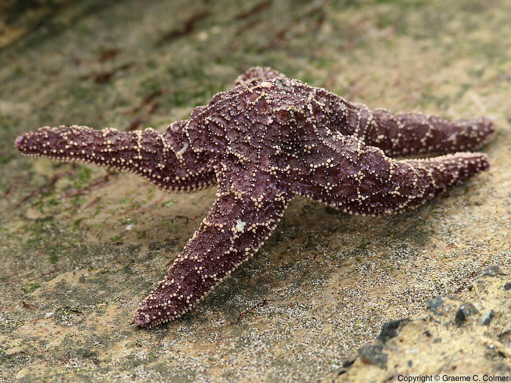Ochre Stars (Pisaster ochraceus) - Adult