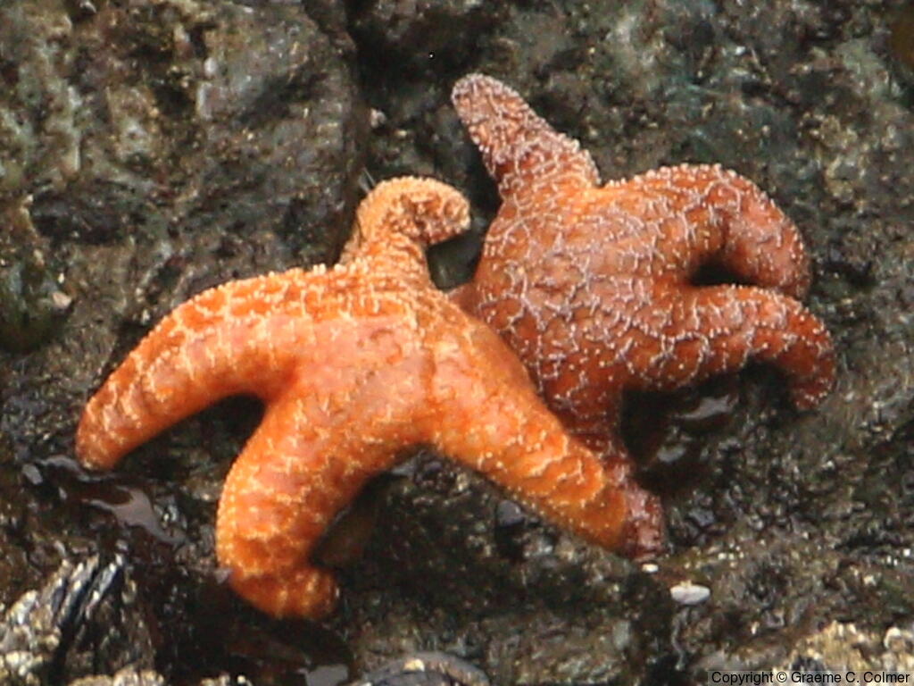 Ochre Stars (Pisaster ochraceus) - Adults