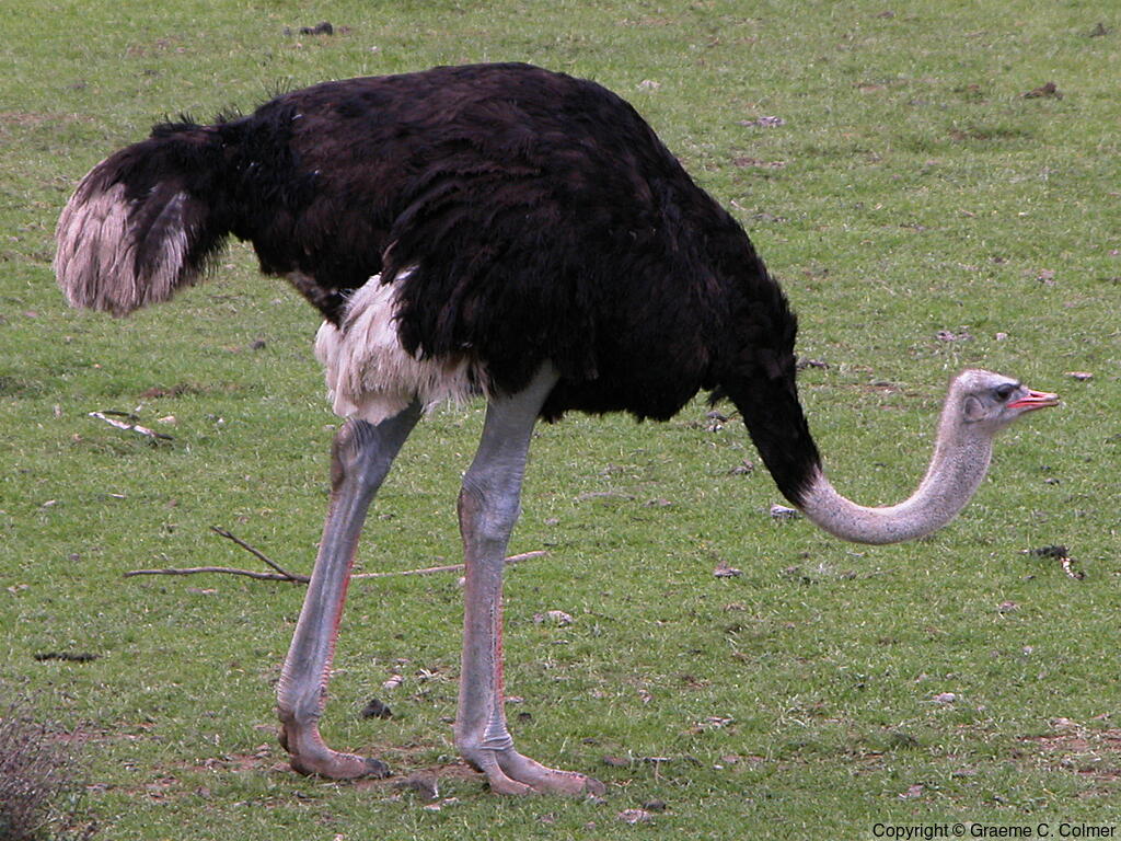 Common Ostrich (Struthio camelus) - Non-breeding male