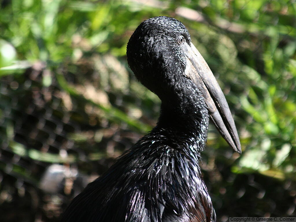African Openbill (Anastomus lamelligerus) - Adult