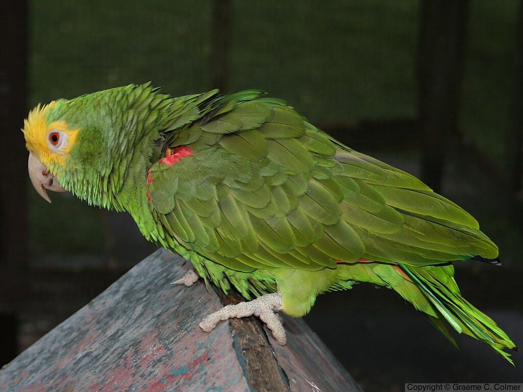 Yellow-headed Amazon (Amazona oratrix) - Adult