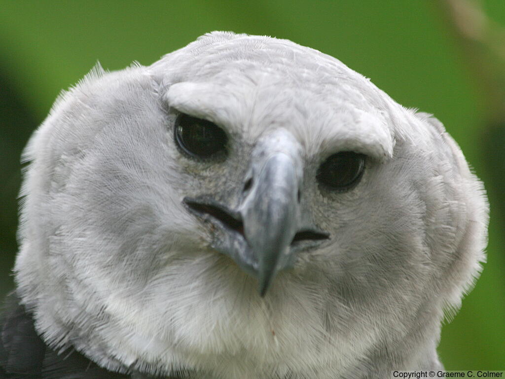 Harpy Eagle (Harpia harpyja) - Adult