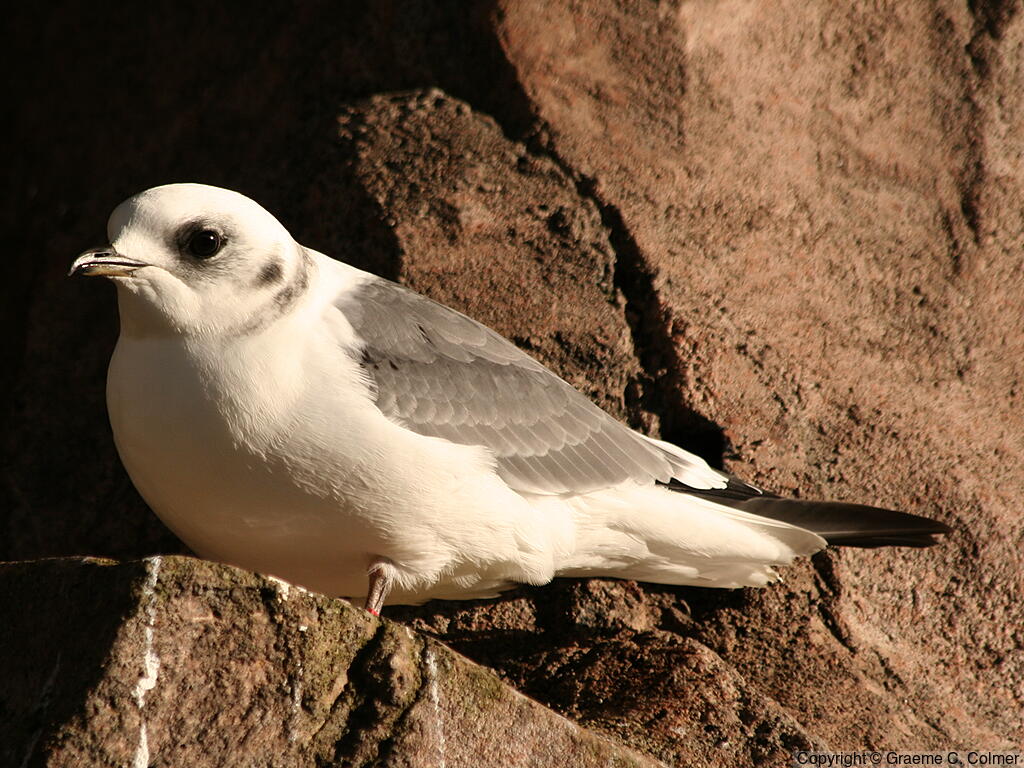 Red-legged Kittiwake (Rissa brevirostris) - Adult
