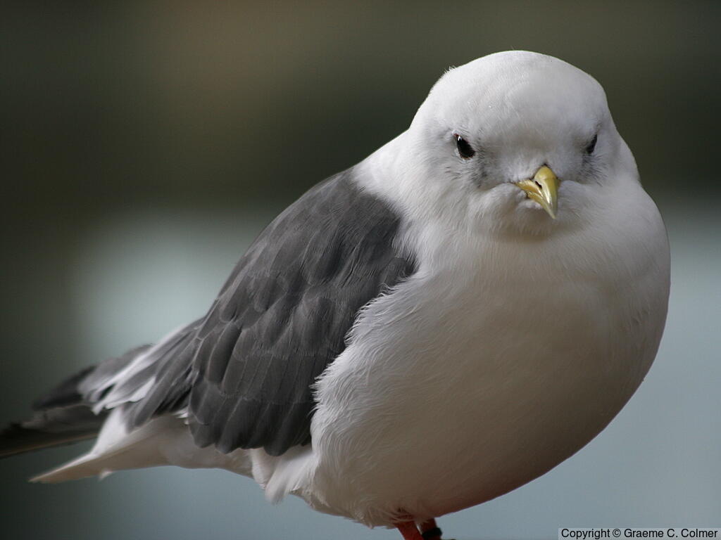 Red-legged Kittiwake (Rissa brevirostris) - Adult