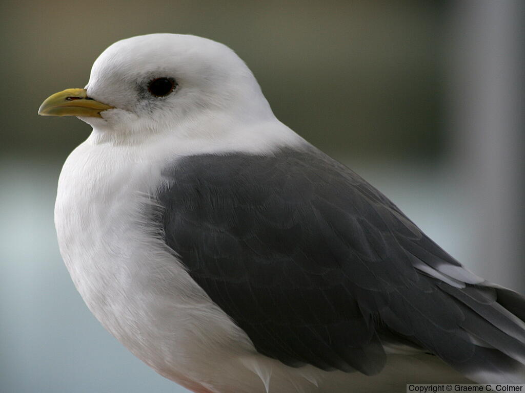 Red-legged Kittiwake (Rissa brevirostris) - Adult