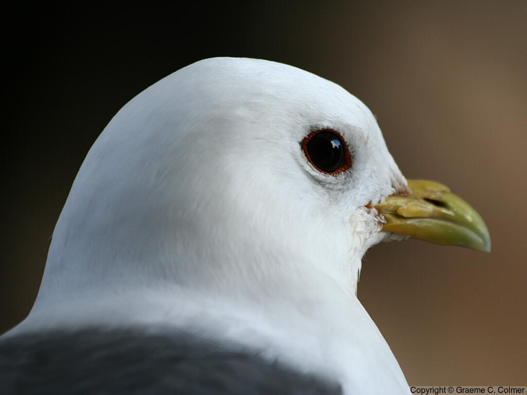 Red-legged Kittiwake (Rissa brevirostris) - Adult
