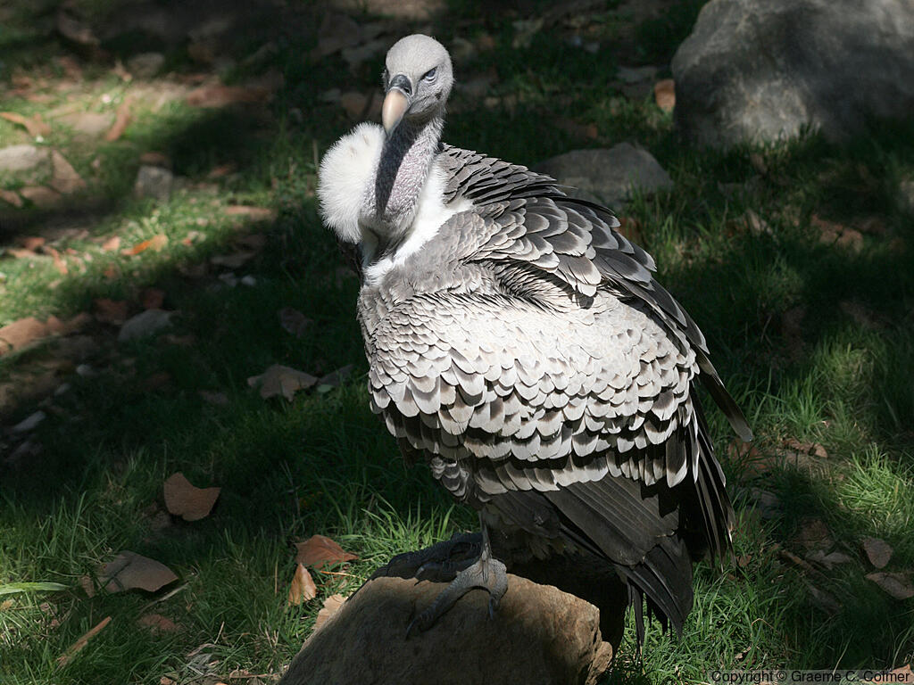 Rüppell's Griffon (Gyps rueppelli) - Adult