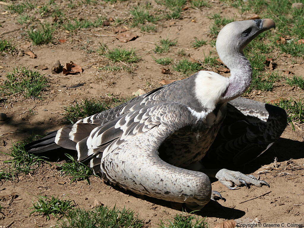 Rüppell's Griffon (Gyps rueppelli) - Adult