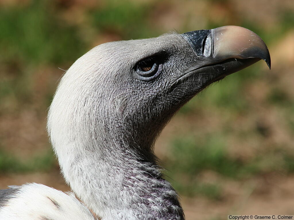 Rüppell's Griffon (Gyps rueppelli) - Adult